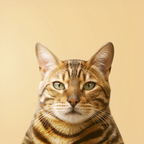 Bengal cat