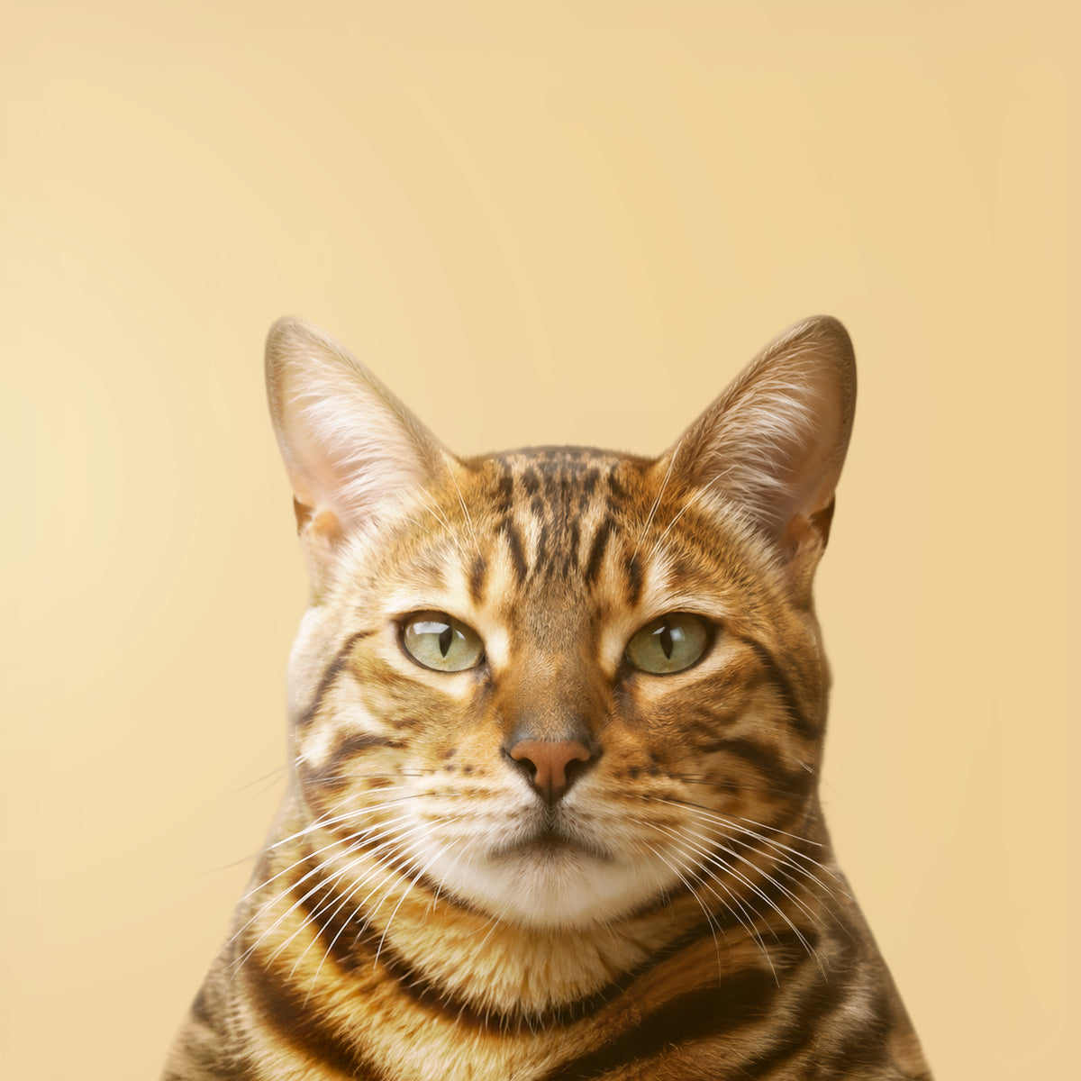Bengal Cat