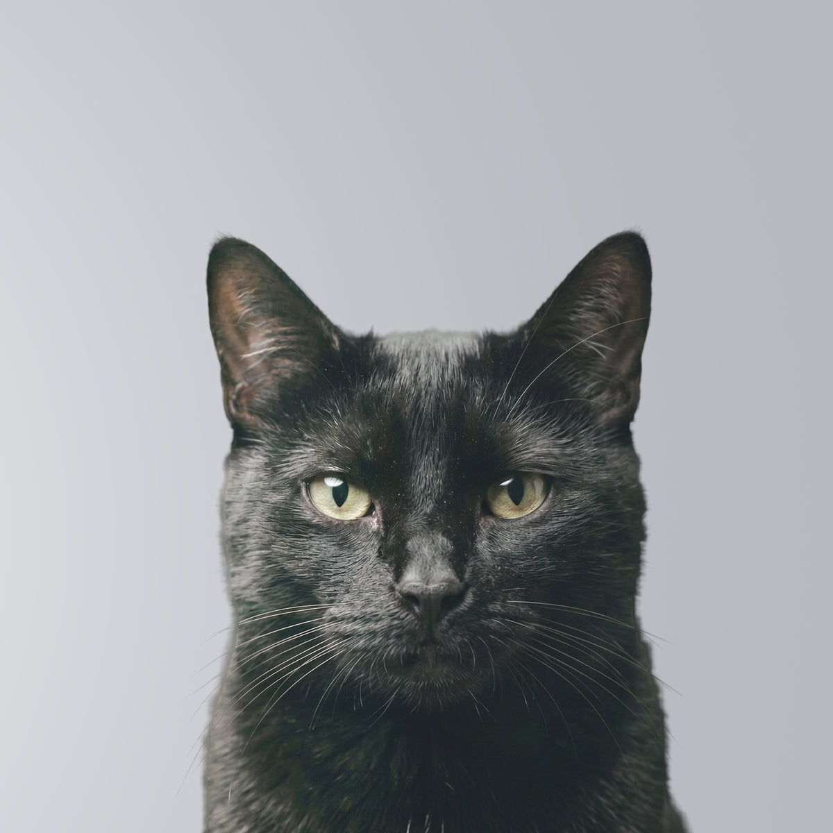Black Cat