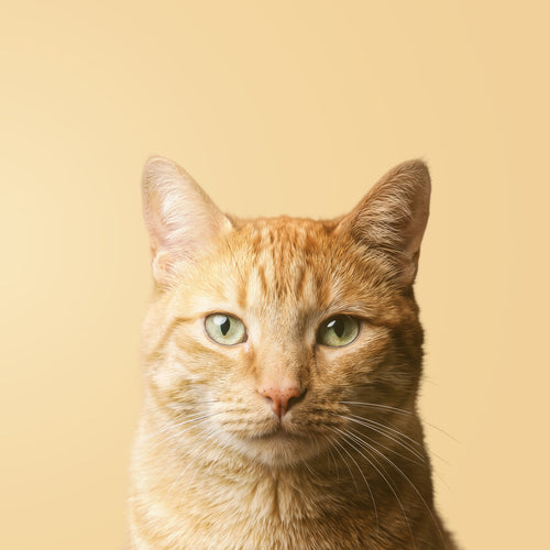 Orange cats