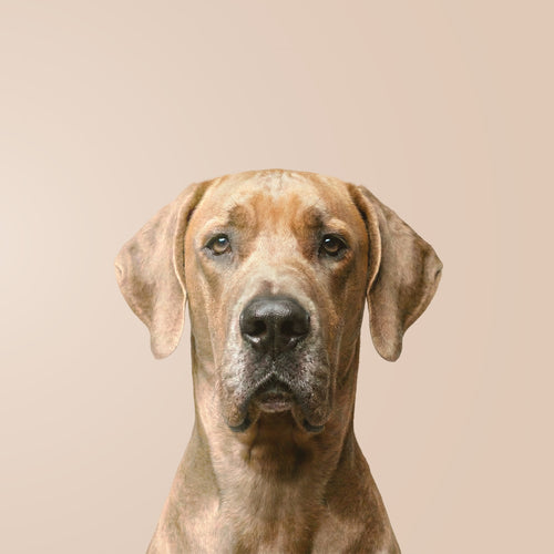 Dog Niemiecki
