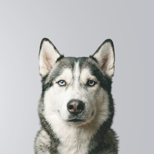 Husky Siberiano