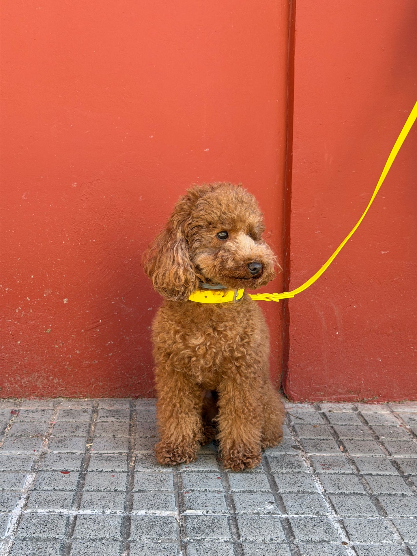 Smart Dog Leash - Geel