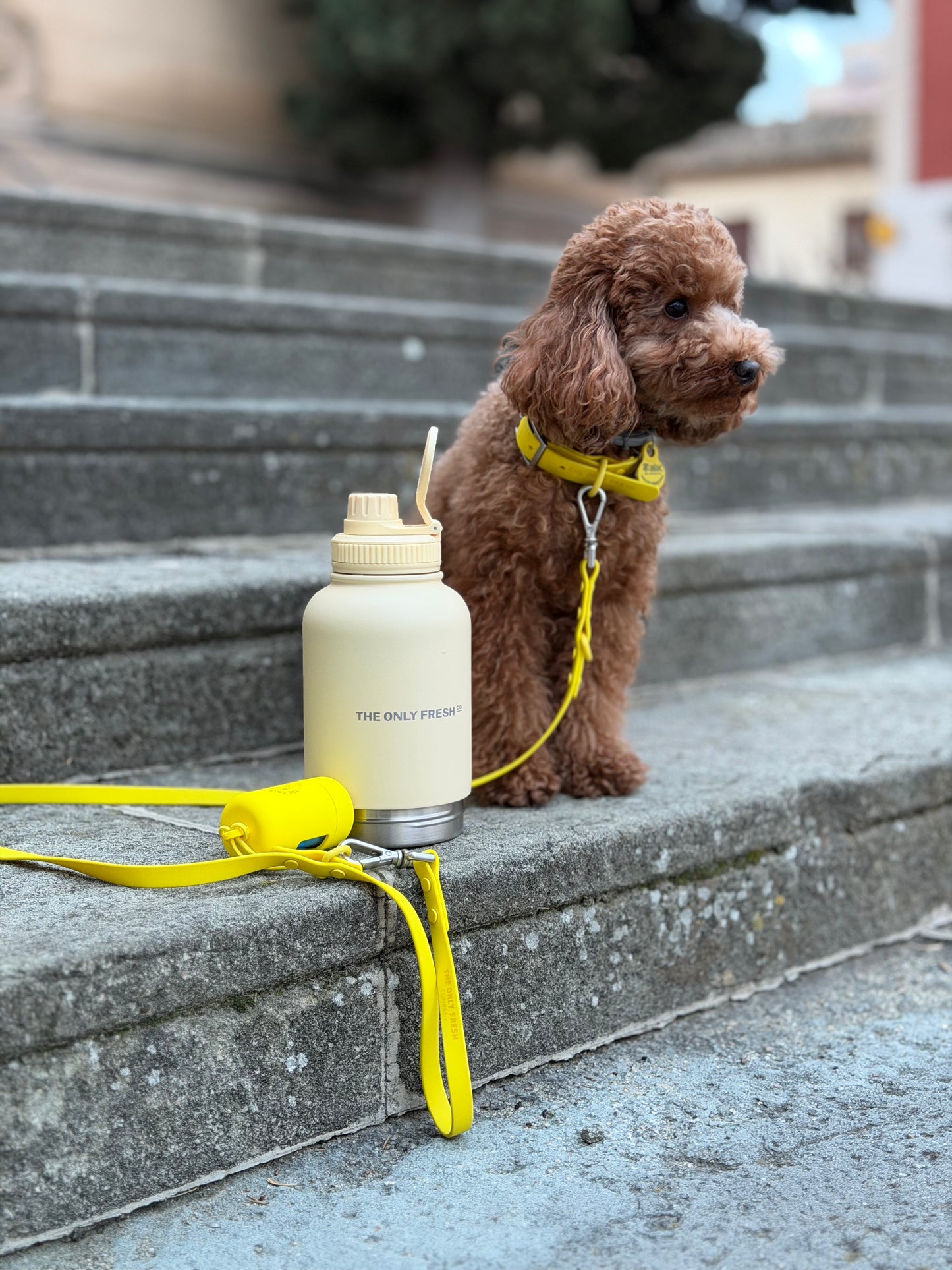 Multifunction dog bottle
