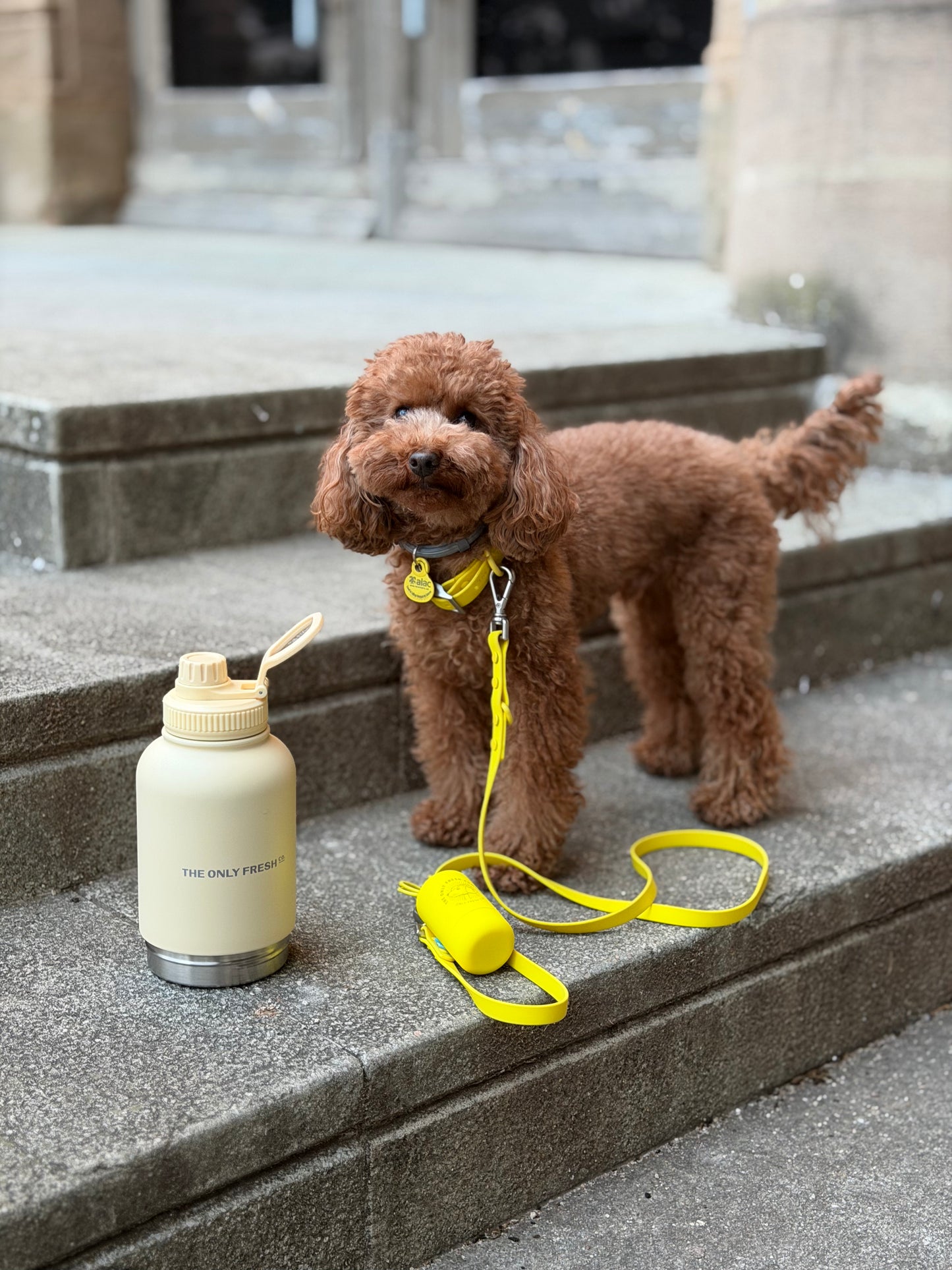 Smart Dog Leash - Geel