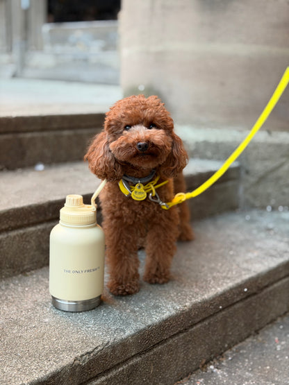 Multifunction dog bottle