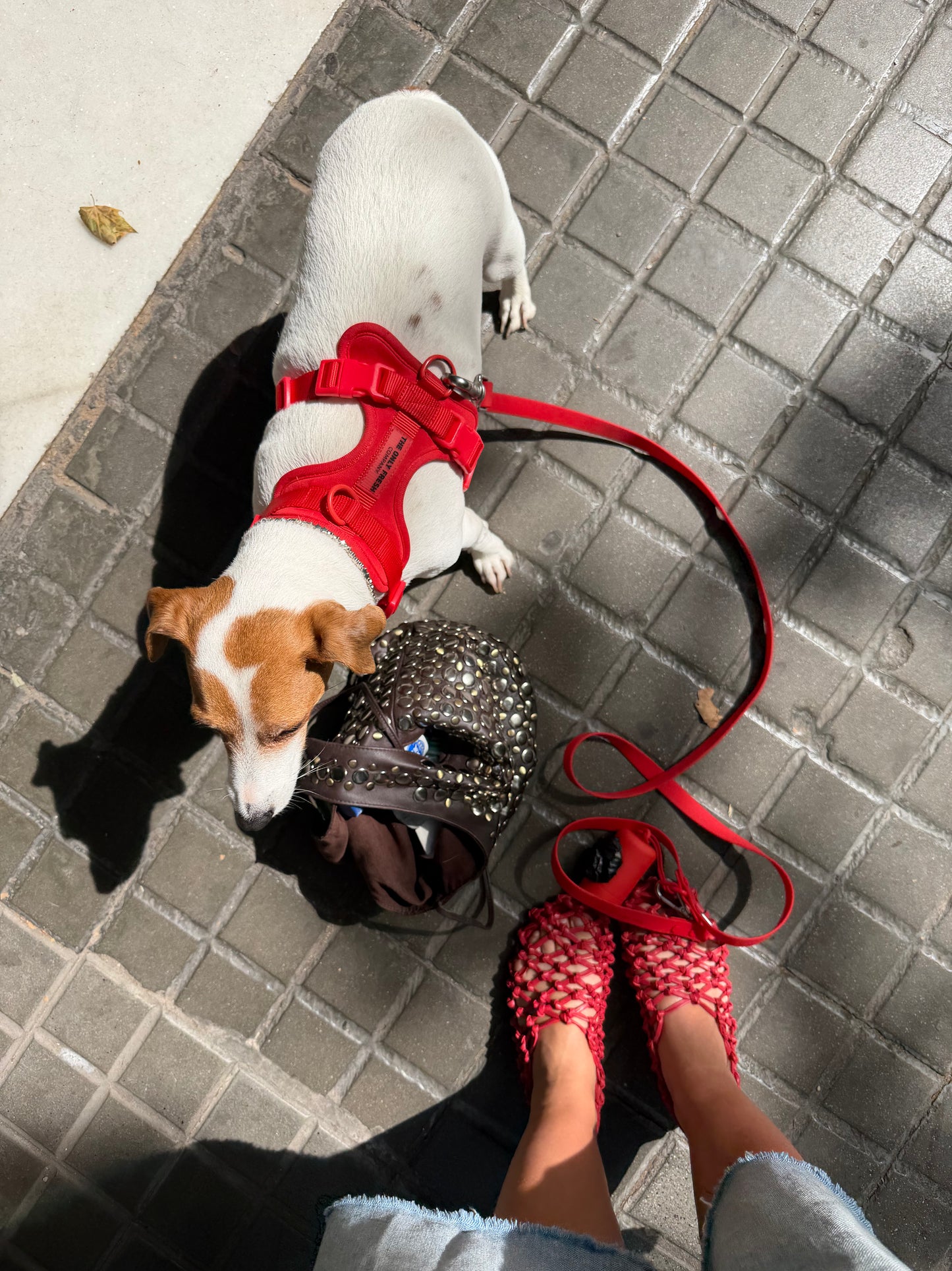 Smart Harness
