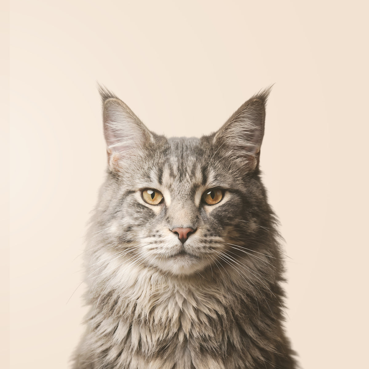 Maine Coon