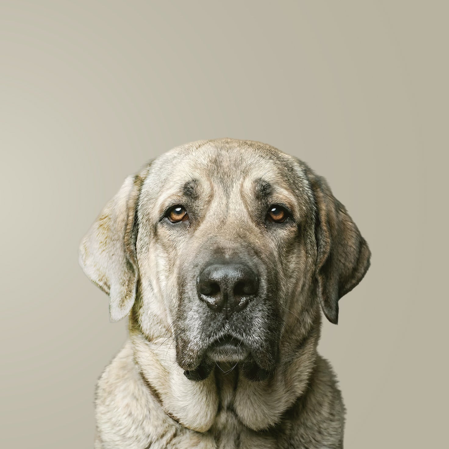 Spaanse mastiff