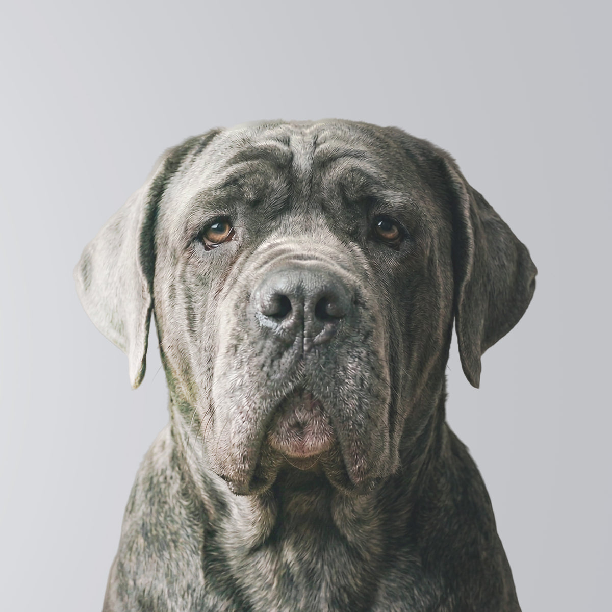 Neapolitanischer Mastiff