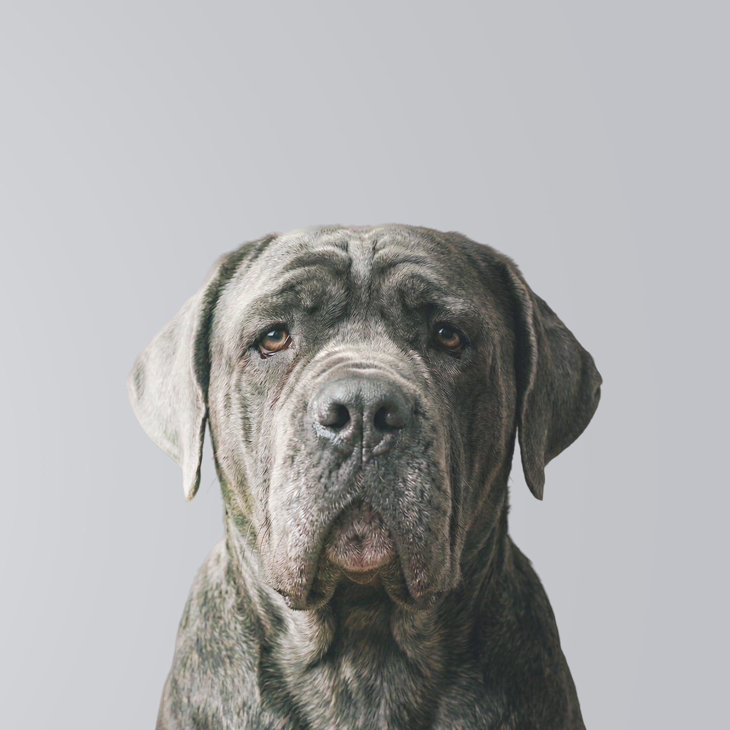 Napolitaanse mastiff
