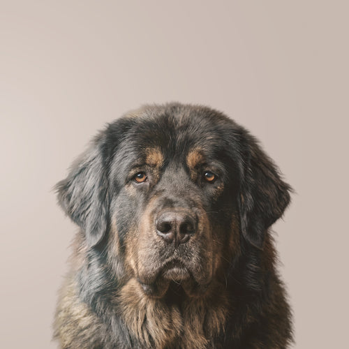 Tibetischer Mastiff