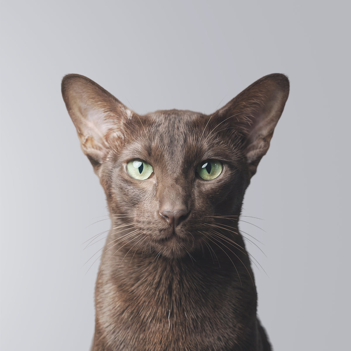 Oriental Shorthair