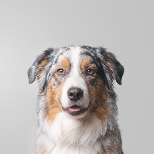 Australian Shepherd