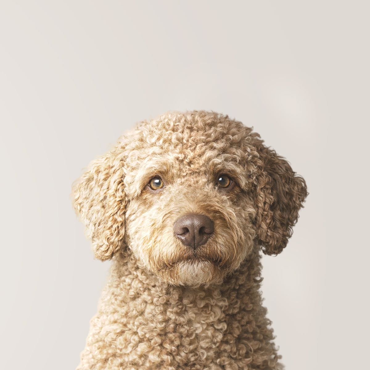 Spaanse Waterhond