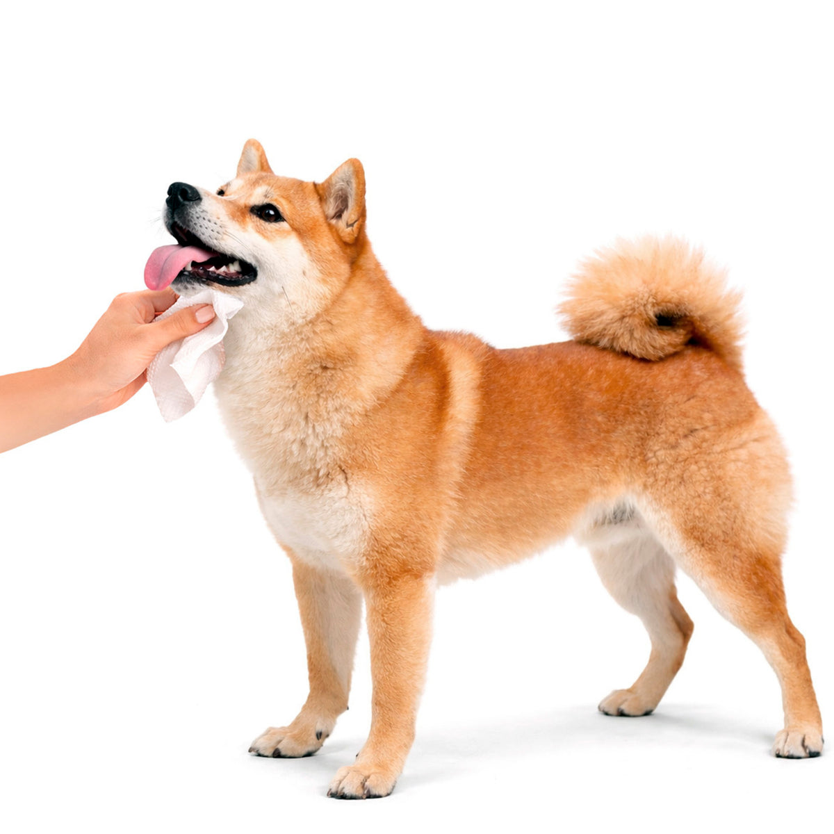 Pet Wipes - Chlorhexidine