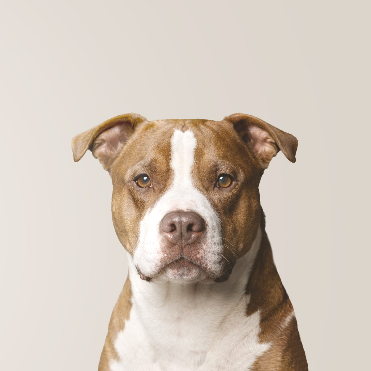 American Pit Bull Terrier