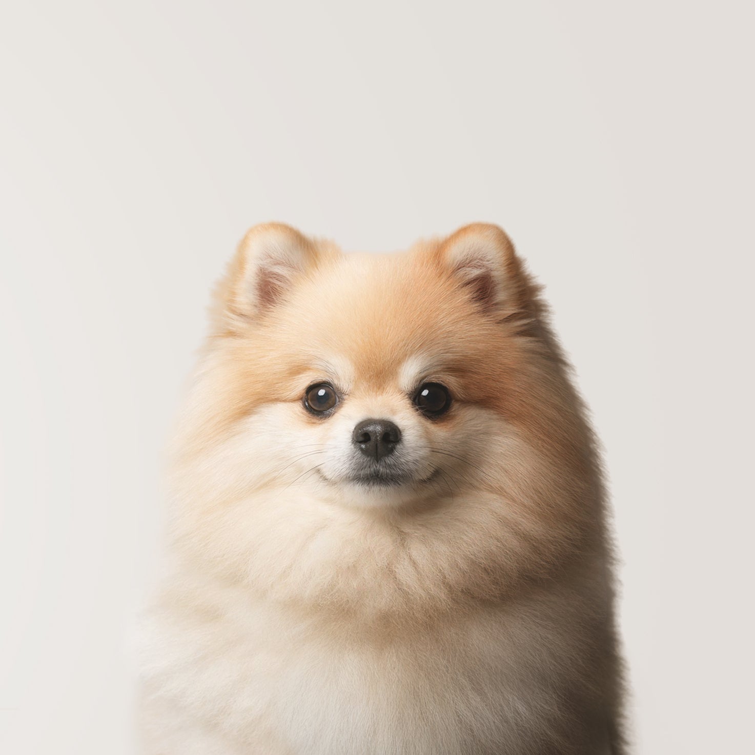 Pomeranian