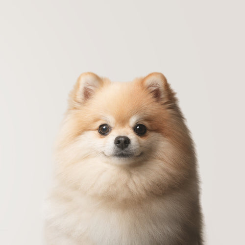 Pomeranian