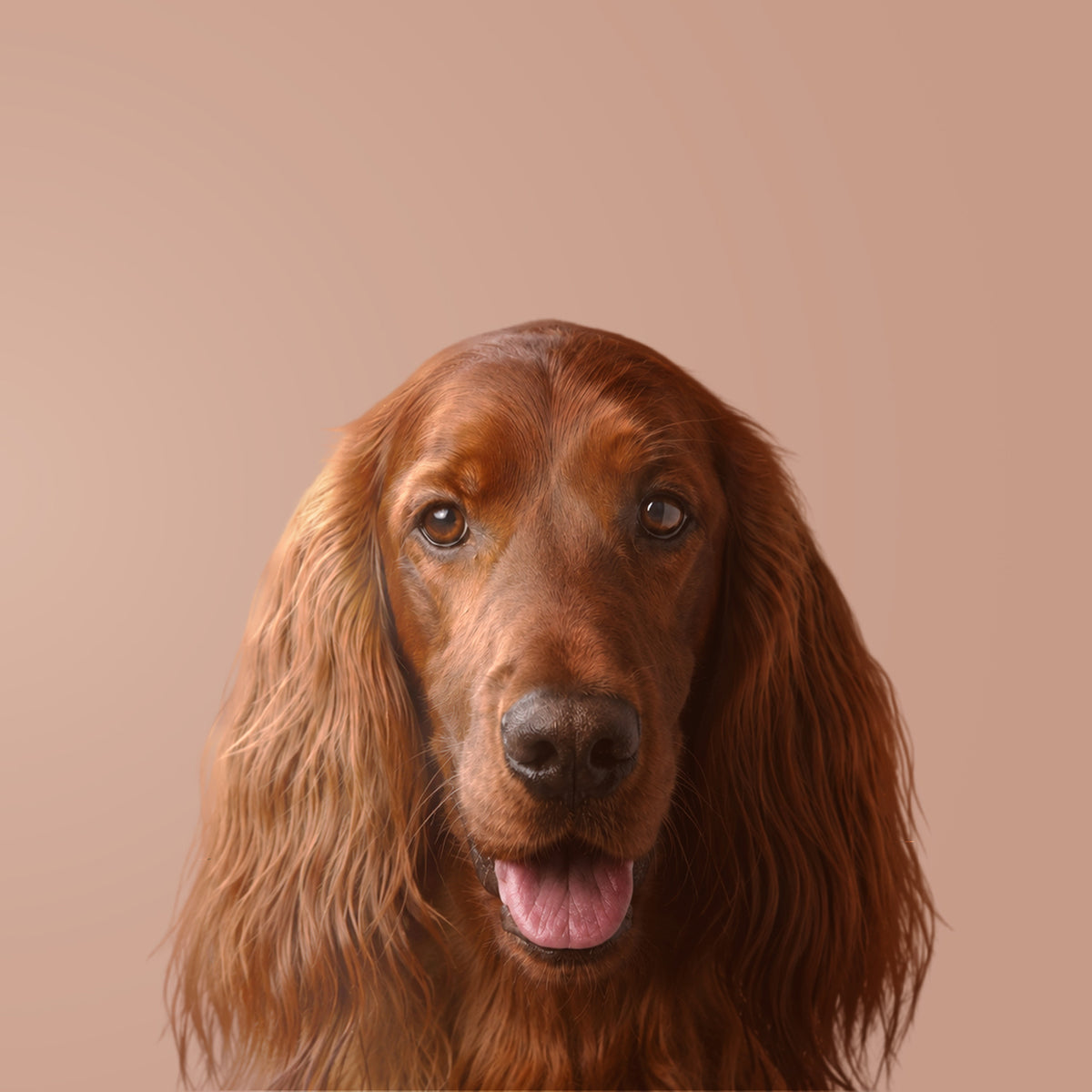 Setter Irlandês