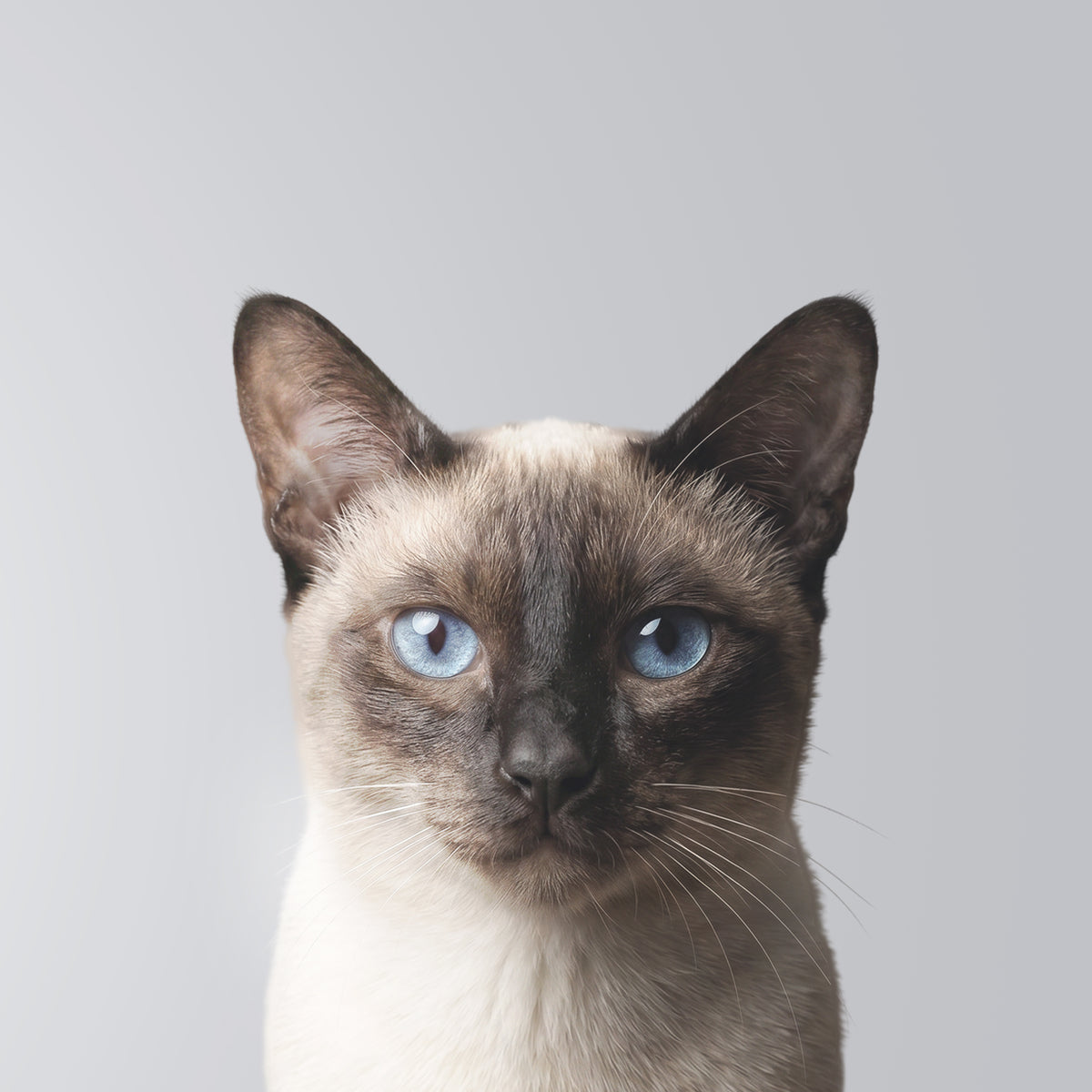 Siamese