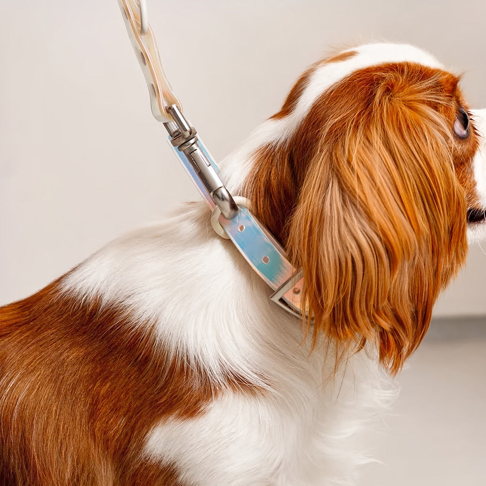 Smart Dog Collar