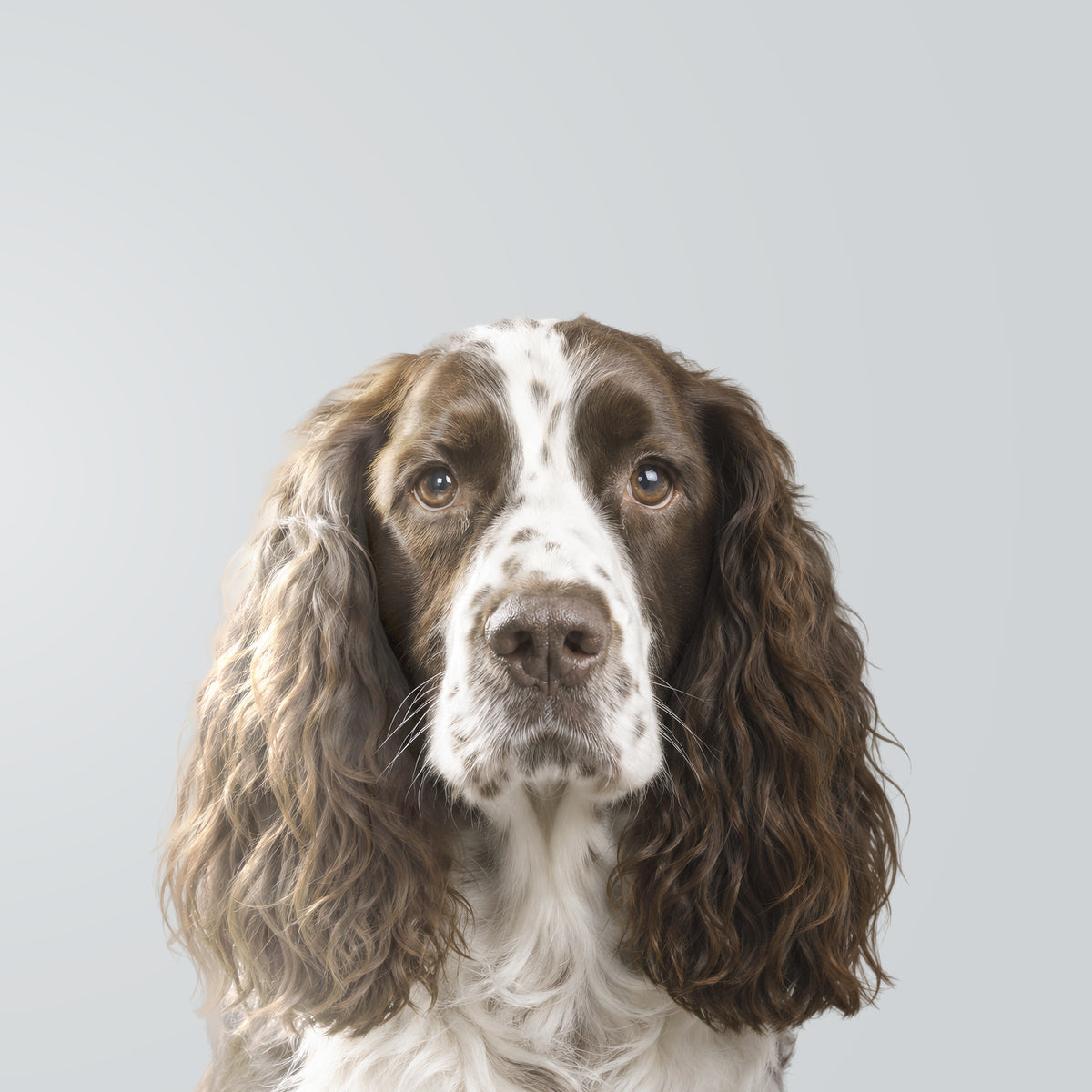 English Springer Spaniel