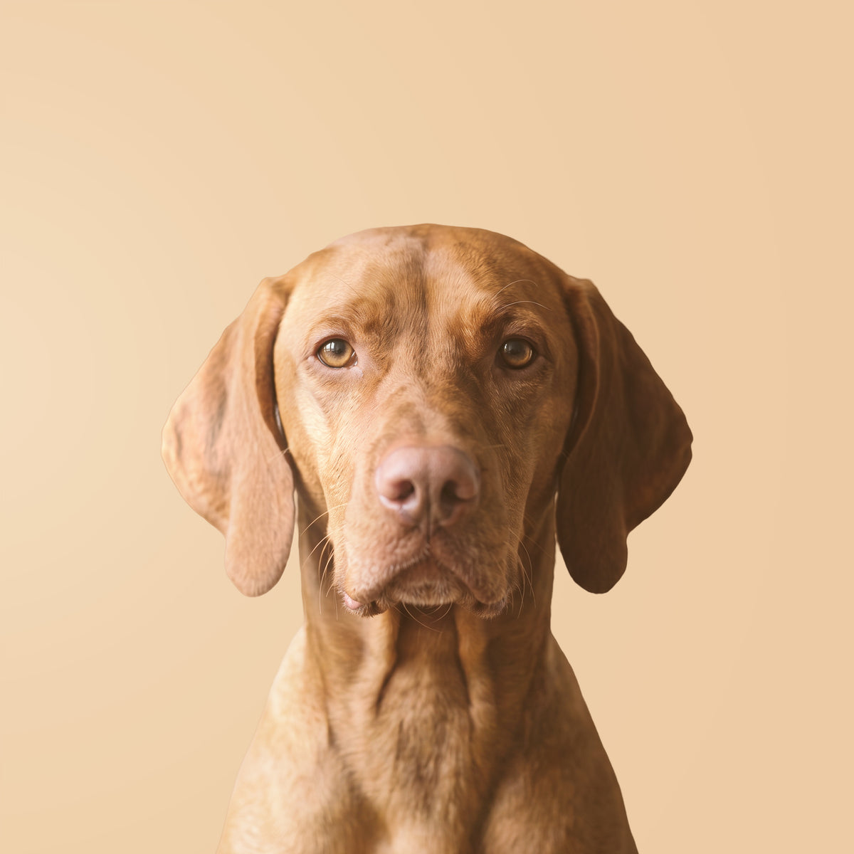 Vizsla / Hungarian Pointer