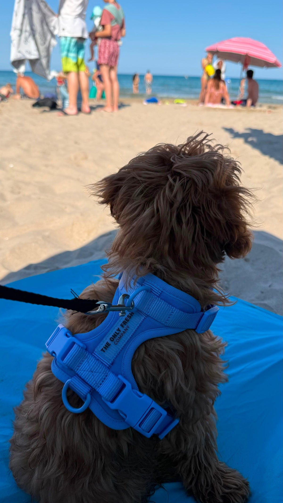 Smart Harness