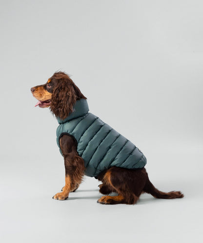 Hackett dog puffer
