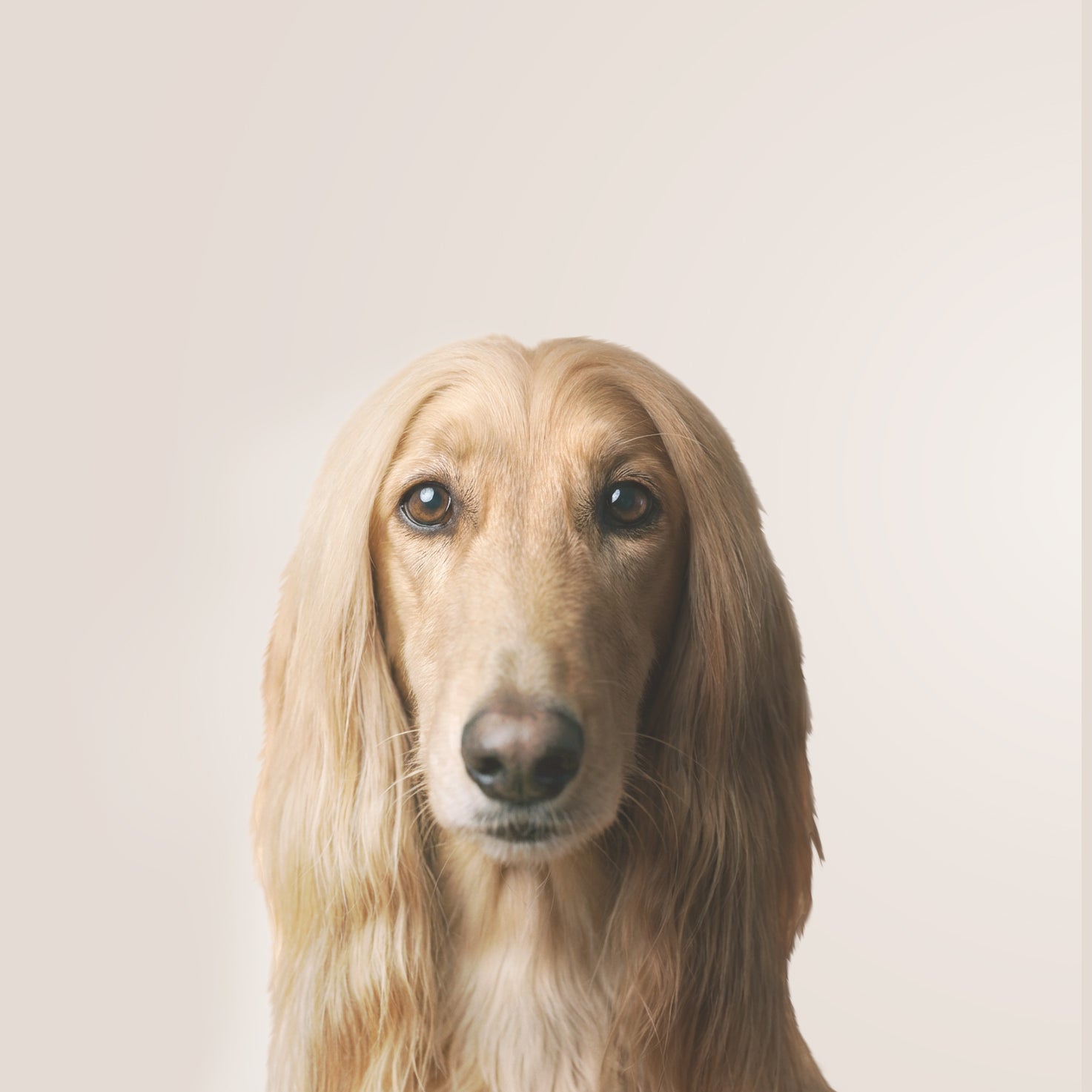 Afghaanse Windhond