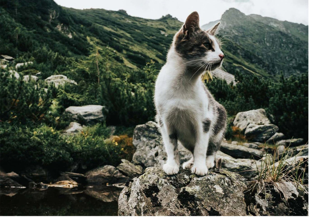 Gato en la montaña, compromiso eco-friendly de Trovet Plus
