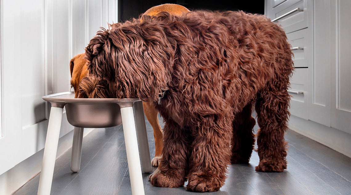 Harper & Bone si afferma come punto di riferimento negli alimenti super premium per animali domestici