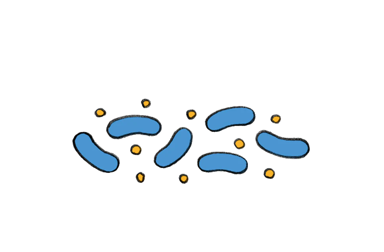 PROBIOTICS AND PREBIOTICS