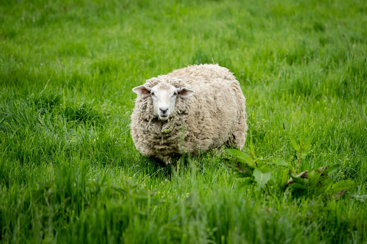 Oveja pastando en un prado verde, origen del cordero fresco de Trovet Plus