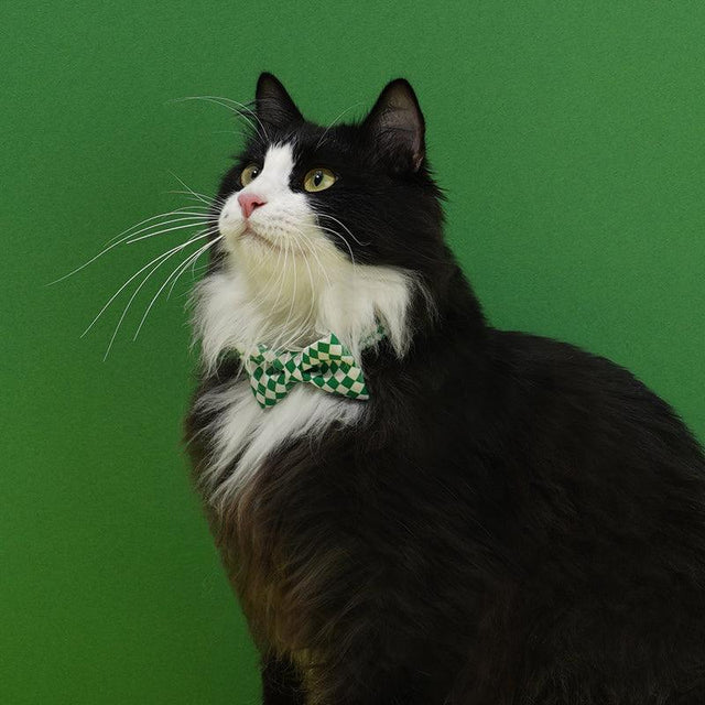 Bow Tie