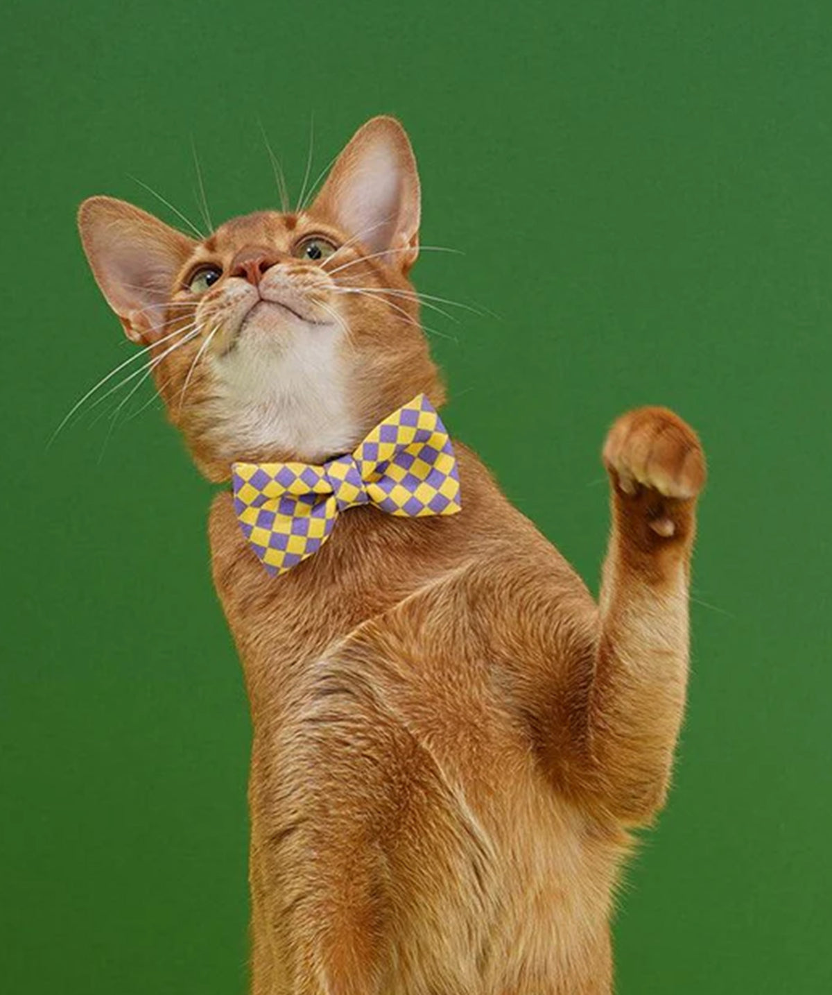 Bow Tie
